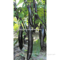 Early maturity hybrid High yield eggplant seeds for growing-Early Talent